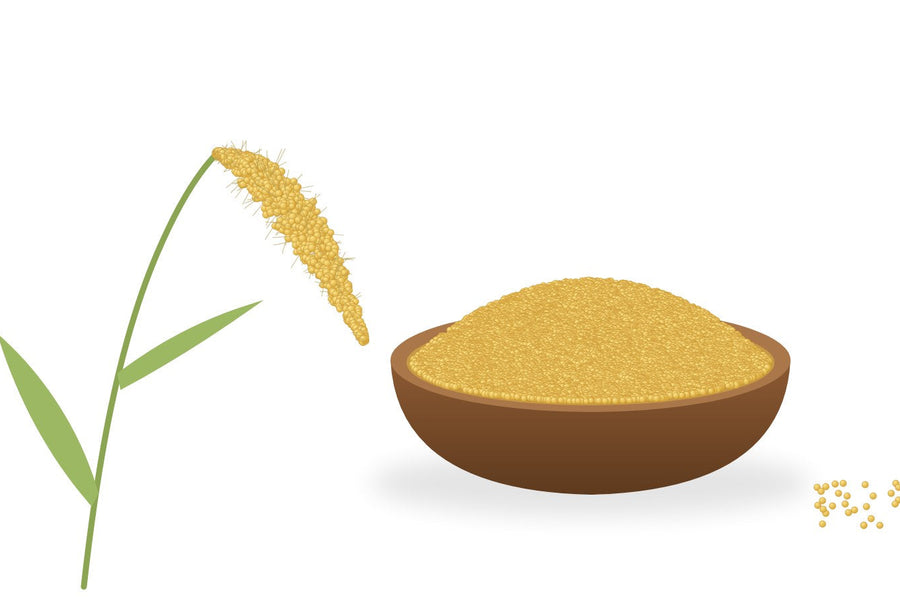 Foxtail millet (navane) plant and a bowl of foxtail millet grains
