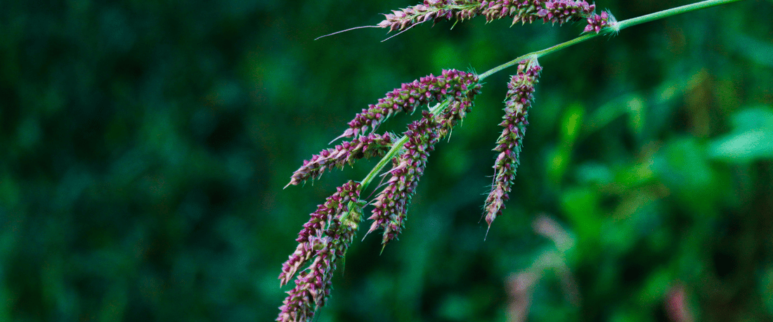 Barnyard Millet Rice