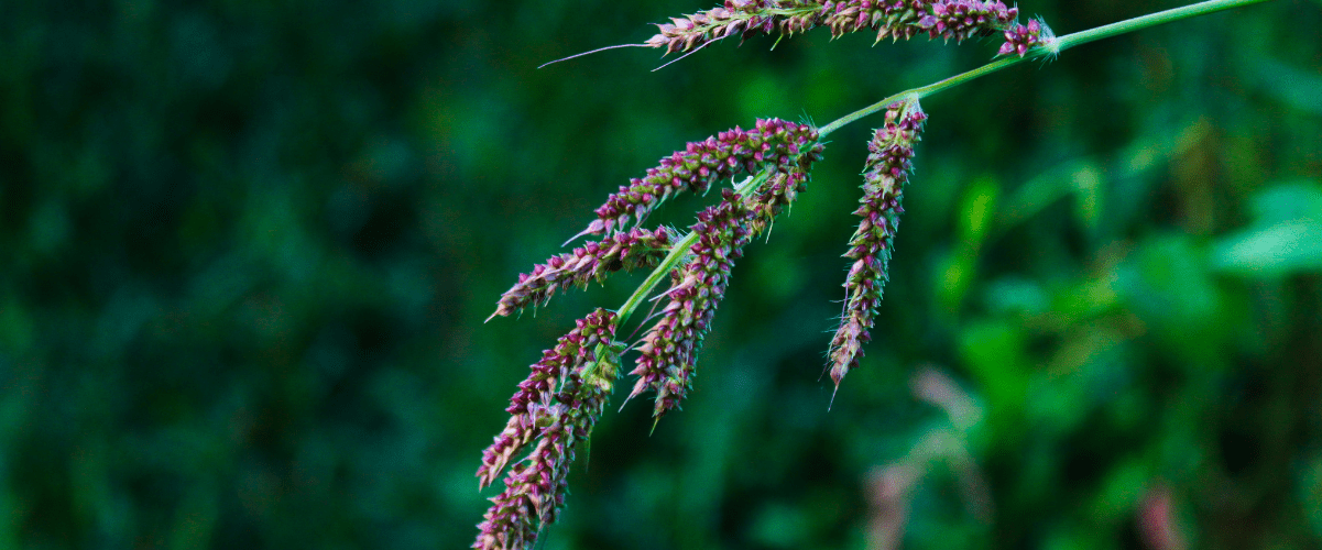 Barnyard Millet Rice