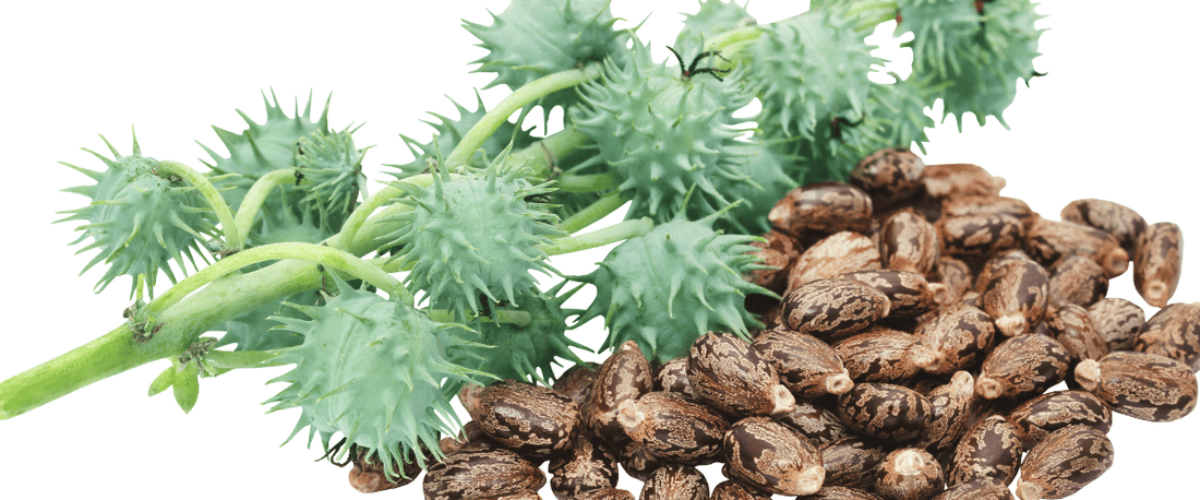 Black Castor Seeds