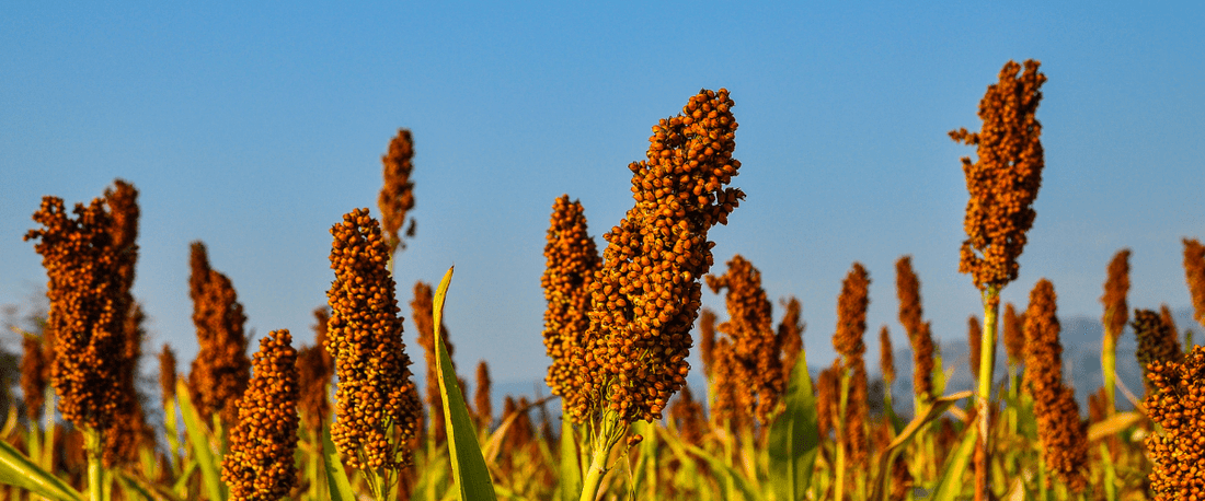 International Year of Millets