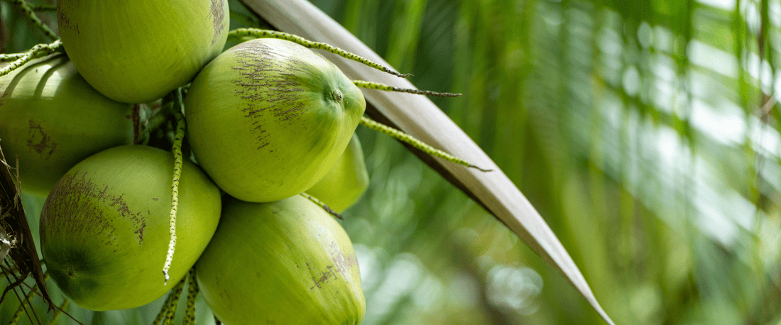 Coconut