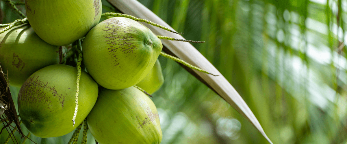 Coconut