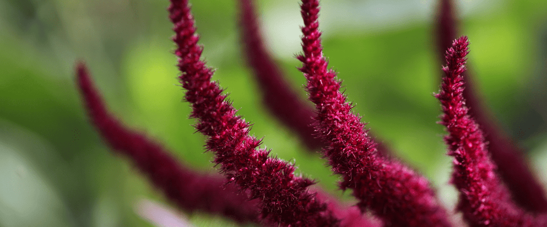 Red amaranth (rajgira) plant flower heads