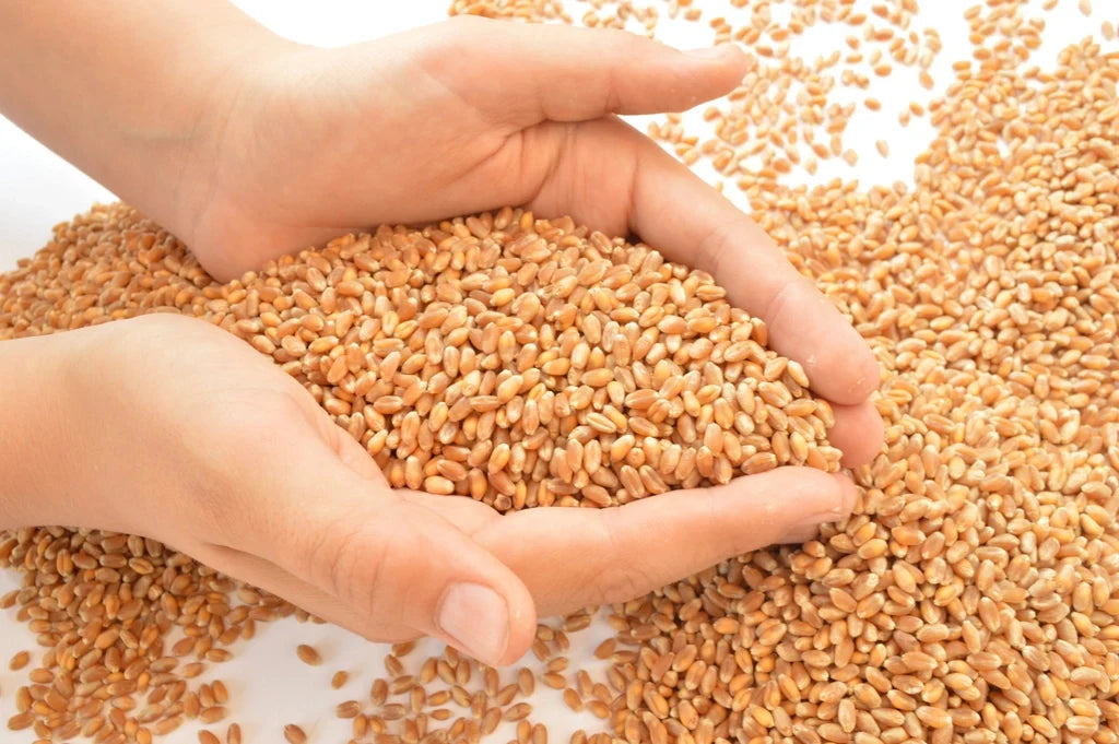 Wheat grains in hands