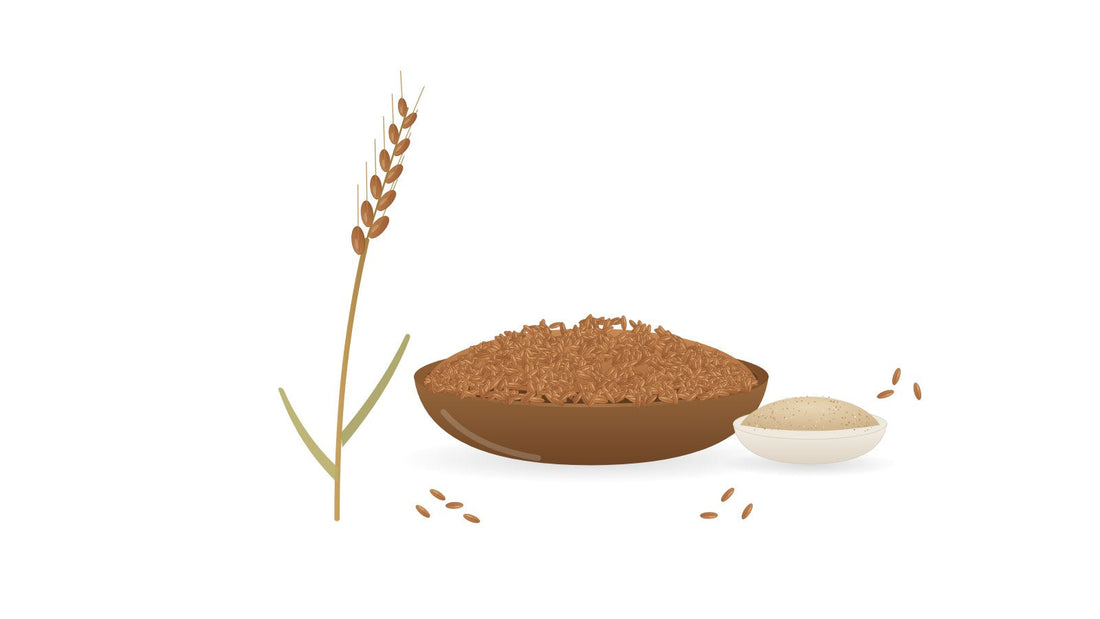 Illustration of an emmer (khapli) wheat ear beside a bowl of long reddish-brown emmer grains and a small bowl of khapli atta