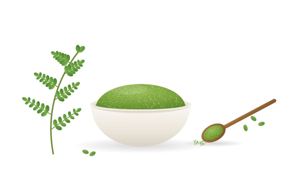 Illustration of a bowl of green moringa leaf powder beside a moringa sprig and a wooden spoon of powder