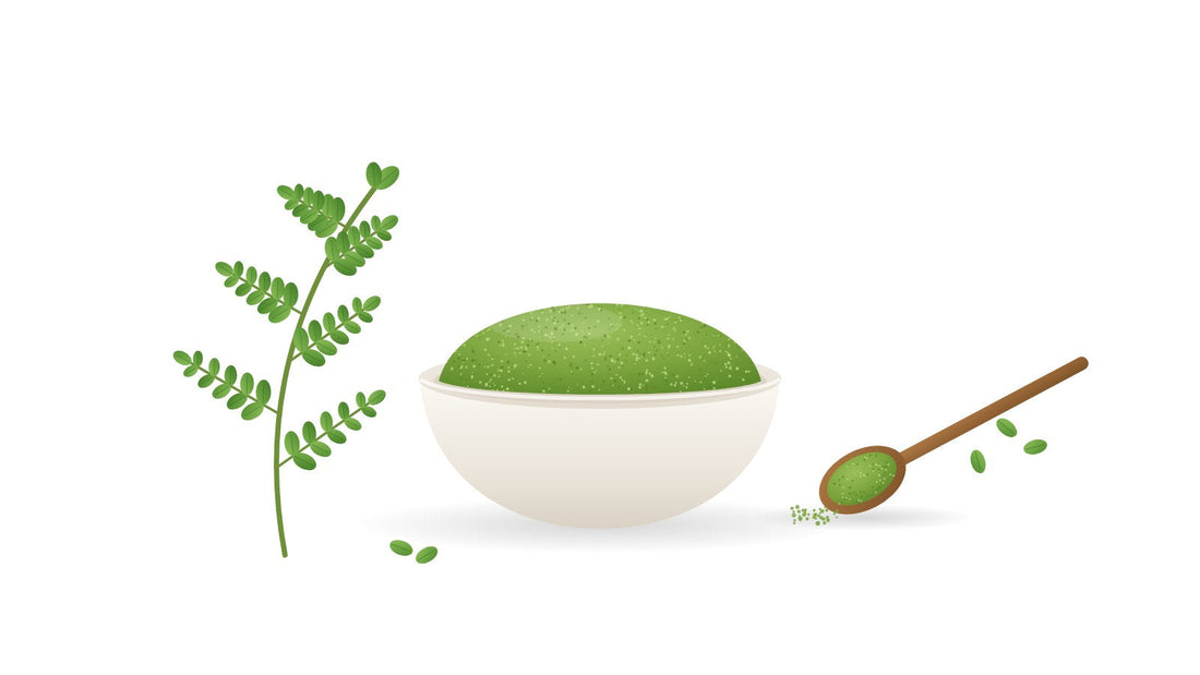 Illustration of a bowl of green moringa leaf powder beside a moringa sprig and a wooden spoon of powder