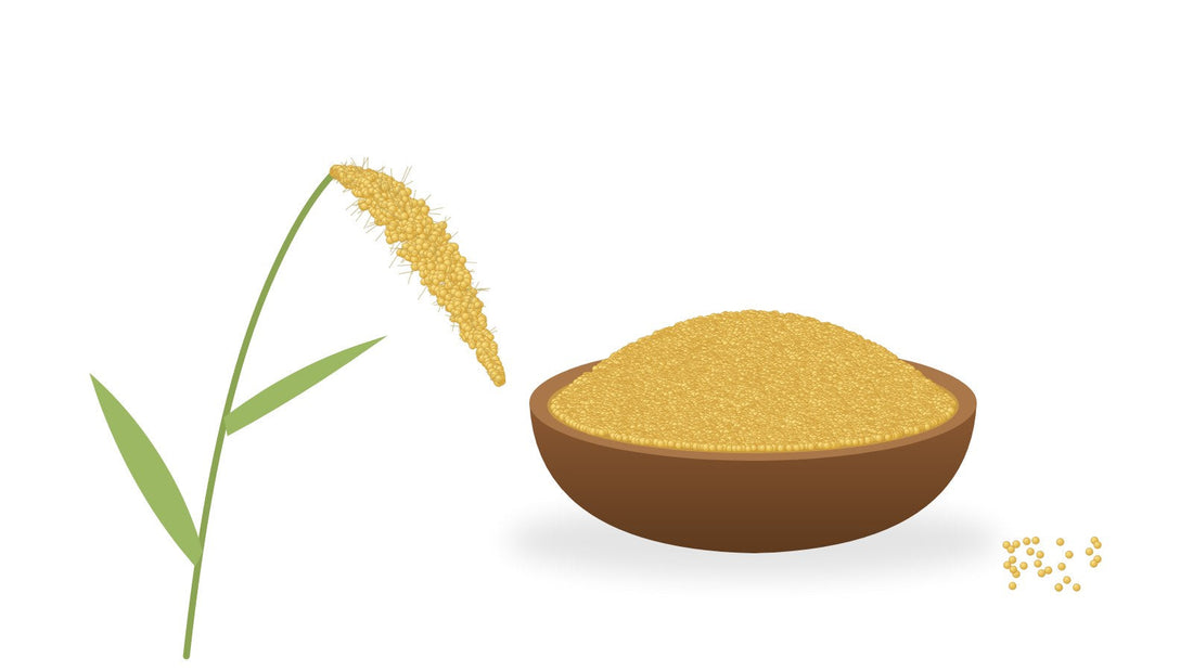 Foxtail millet (navane) plant and a bowl of foxtail millet grains
