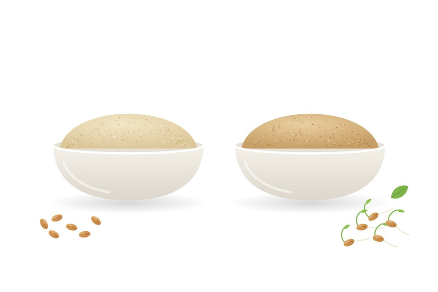 Illustration of two bowls side by side: regular wheat flour with dry grains, and sprouted flour with sprouted grains