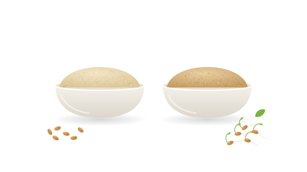 Illustration of two bowls side by side: regular wheat flour with dry grains, and sprouted flour with sprouted grains