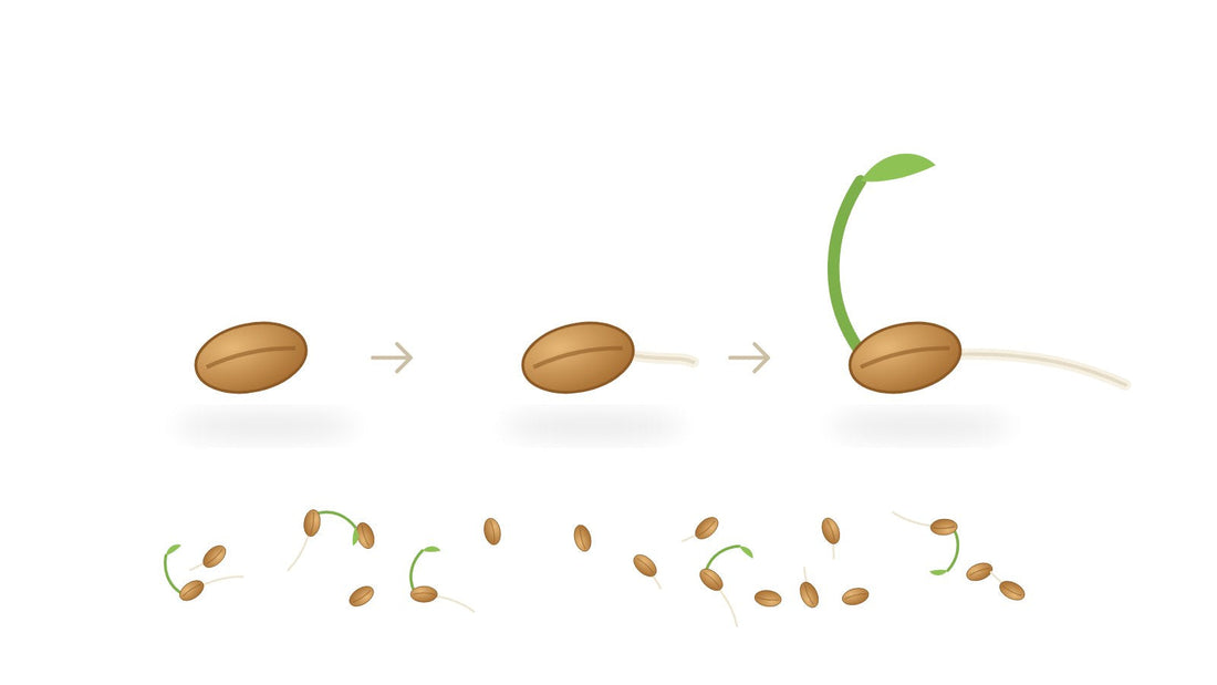 Stages of sprouting: dry grain, root emerging, green shoot growing