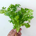 Organic Coriander Leaves (Dhaniya) 100g
